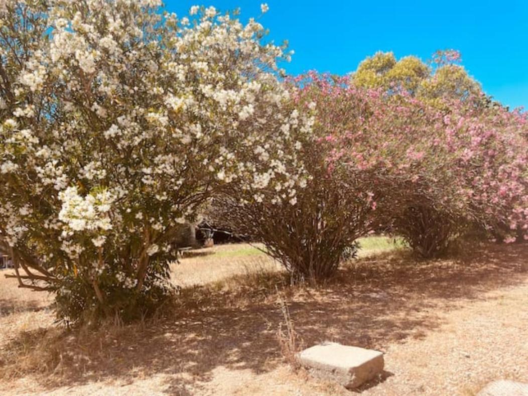 הוילה נים Casa Cote Sud - Mas Bois Fontaine מראה חיצוני תמונה