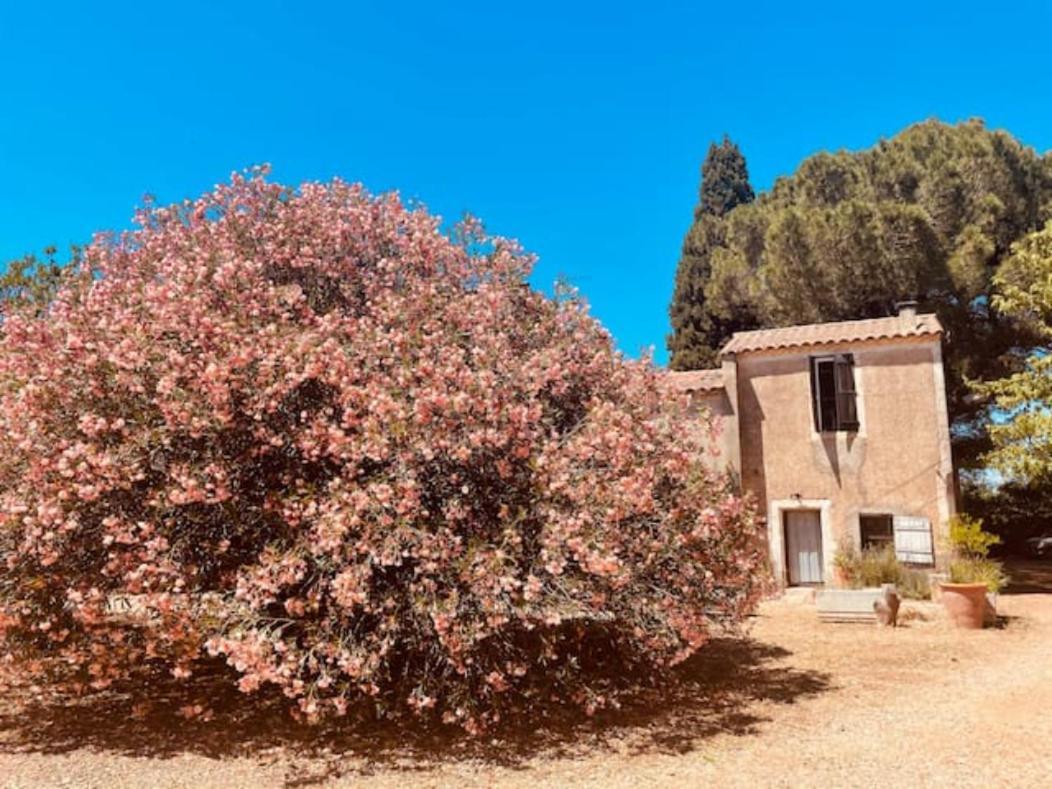 הוילה נים Casa Cote Sud - Mas Bois Fontaine מראה חיצוני תמונה